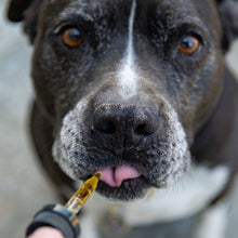 Load image into Gallery viewer, Extra Strength 30,000mg Pet Calming Hemp Seed Oil for Dogs + Cats